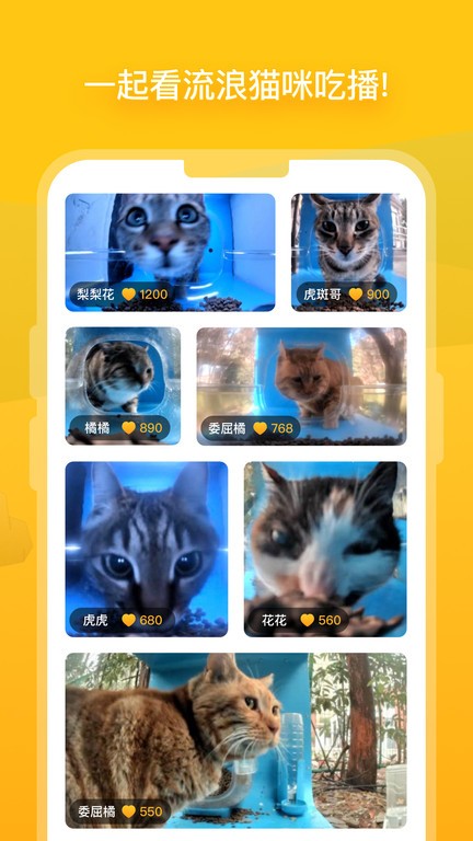 哈啰街猫app v3.3.0 安卓最新版 2